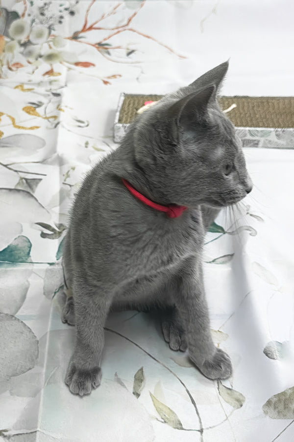 Umok | Russian Blue Kitten