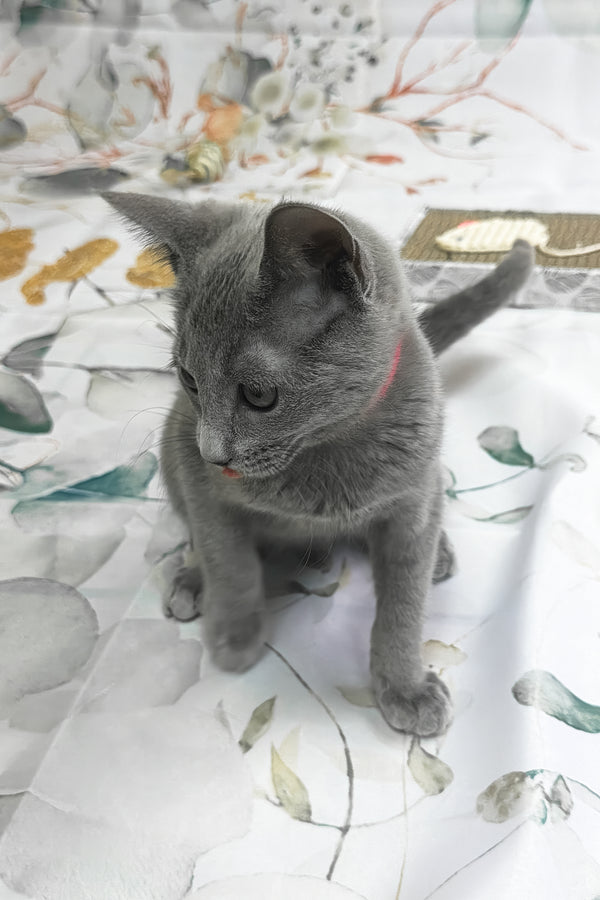 Umok | Russian Blue Kitten