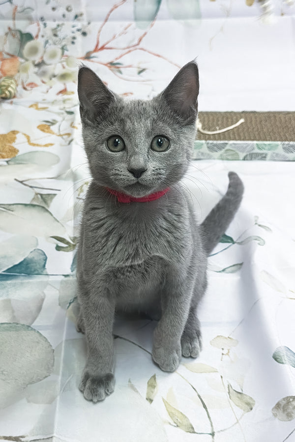 Umok | Russian Blue Kitten