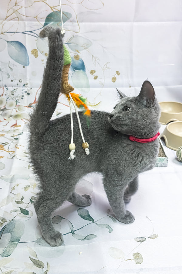 Umok | Russian Blue Kitten