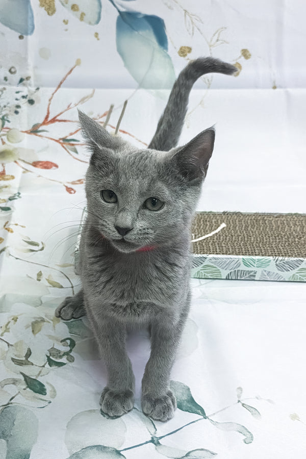 Umok | Russian Blue Kitten