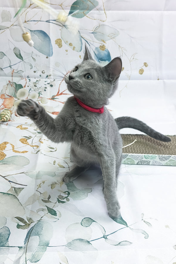 Umok | Russian Blue Kitten