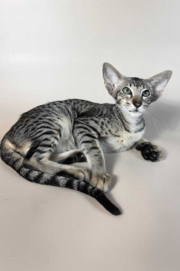 Undina | Oriental Shorthair Kitten