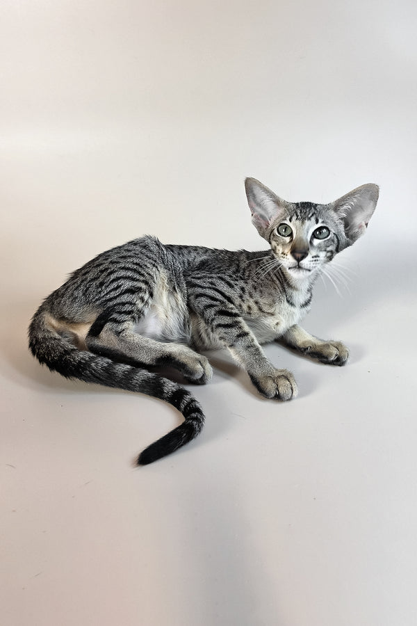 Undina | Oriental Shorthair Kitten