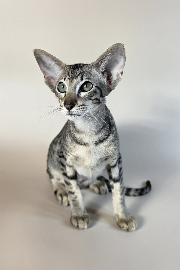 Undina | Oriental Shorthair Kitten