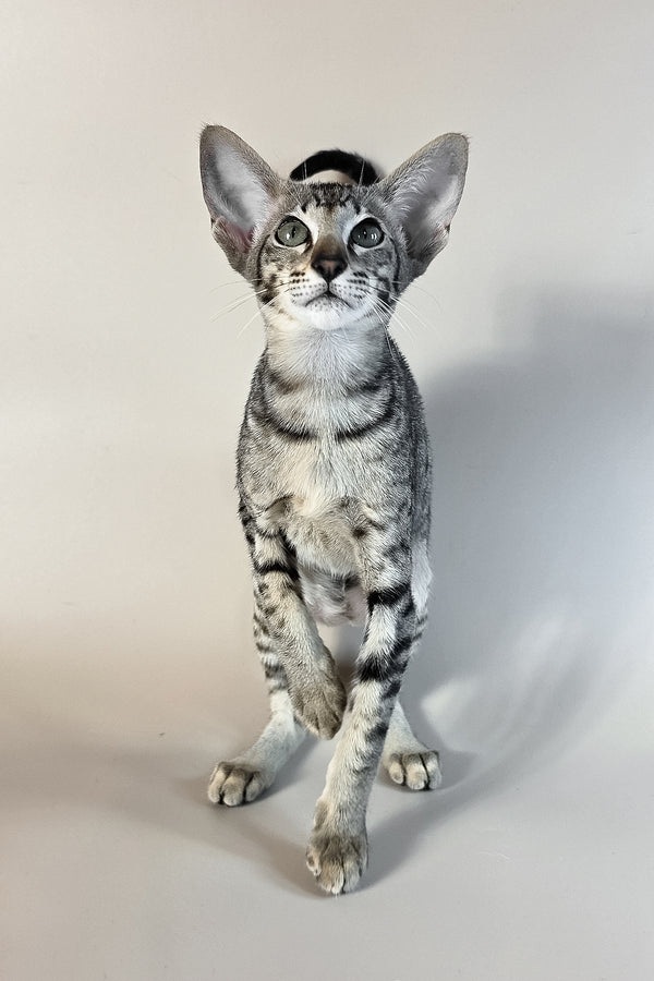 Undina | Oriental Shorthair Kitten