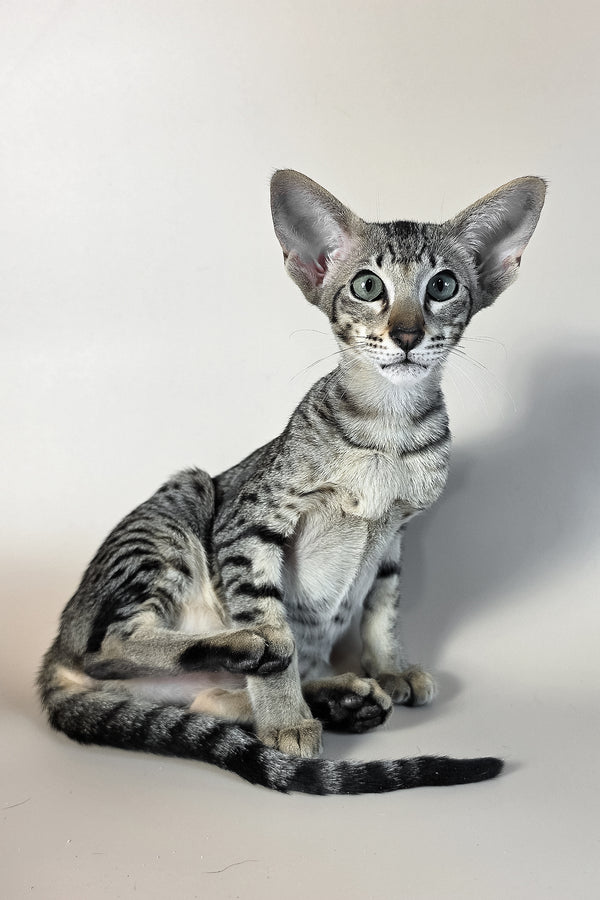 Undina | Oriental Shorthair Kitten