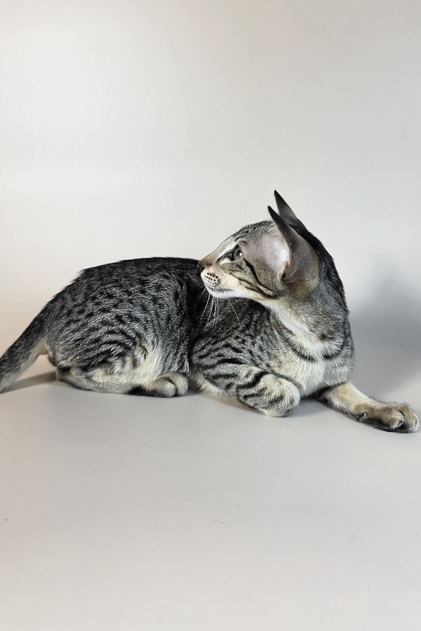 Undina | Oriental Shorthair Kitten