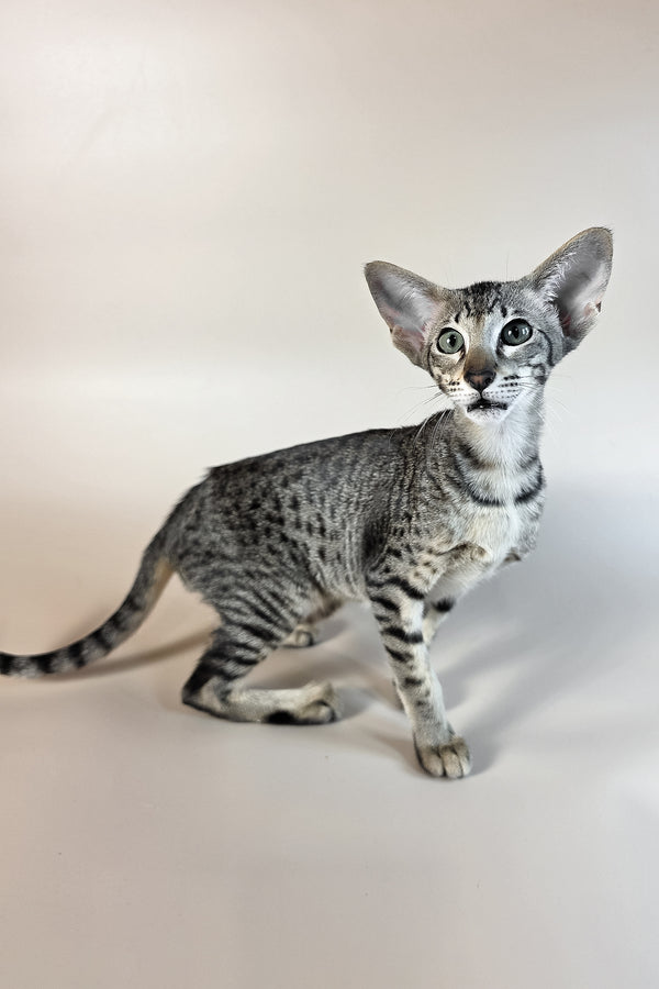 Undina | Oriental Shorthair Kitten