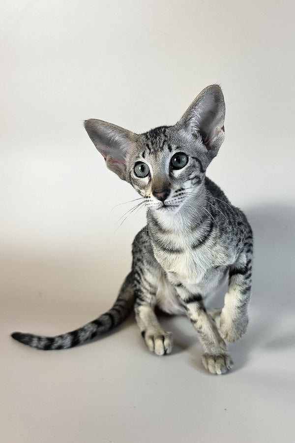 Undina | Oriental Shorthair Kitten