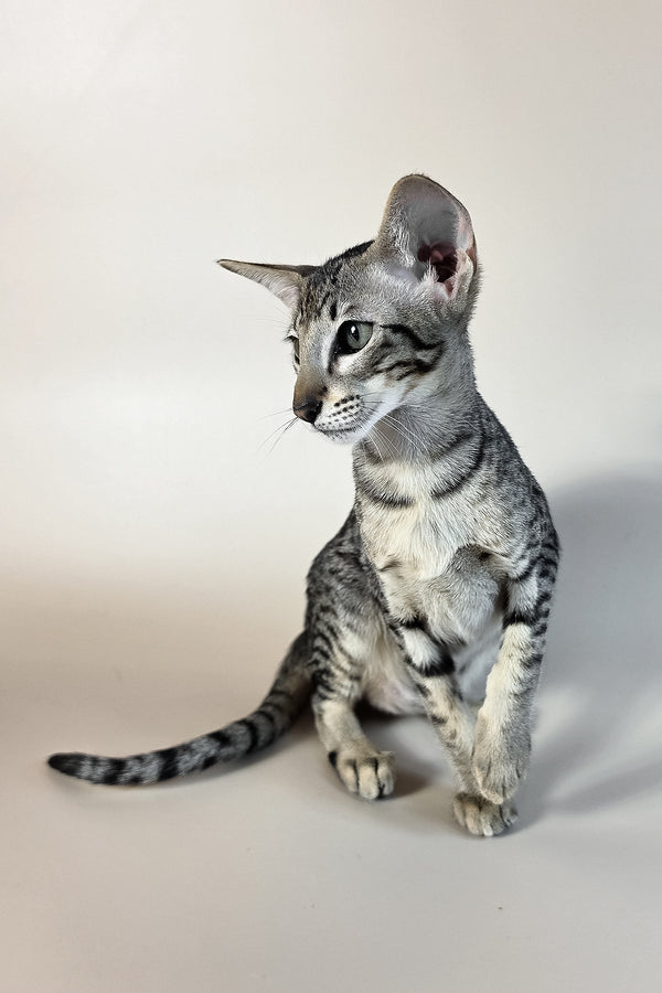 Undina | Oriental Shorthair Kitten