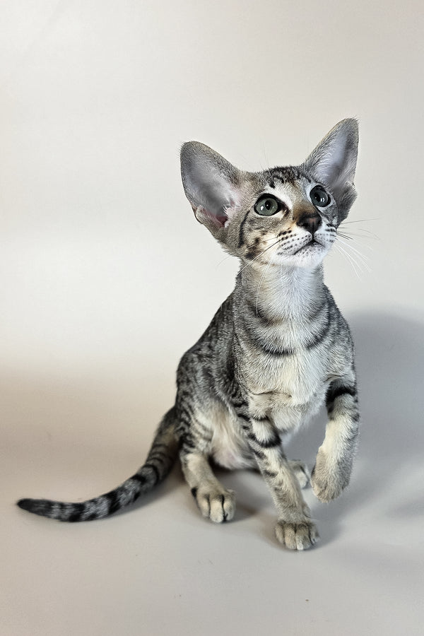 Undina | Oriental Shorthair Kitten