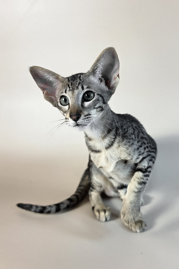 Undina | Oriental Shorthair Kitten