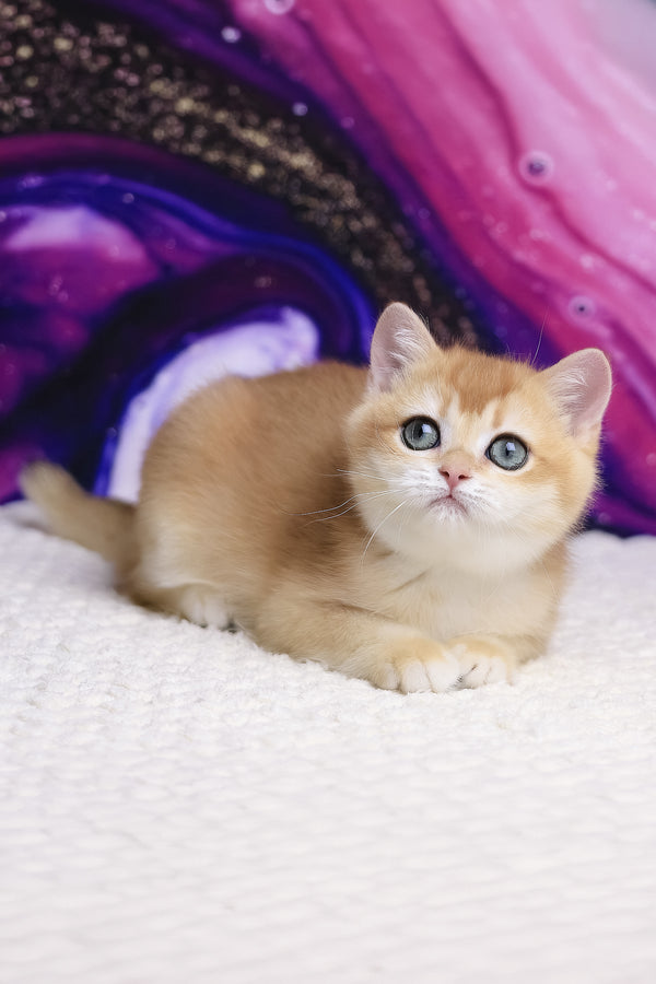 Unicom | British Shorthair Kitten