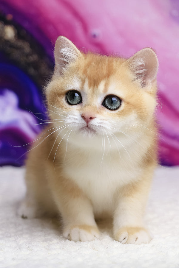 Unicom | British Shorthair Kitten