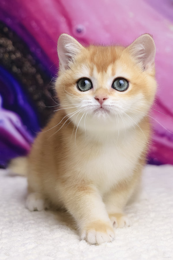 Unicom | British Shorthair Kitten