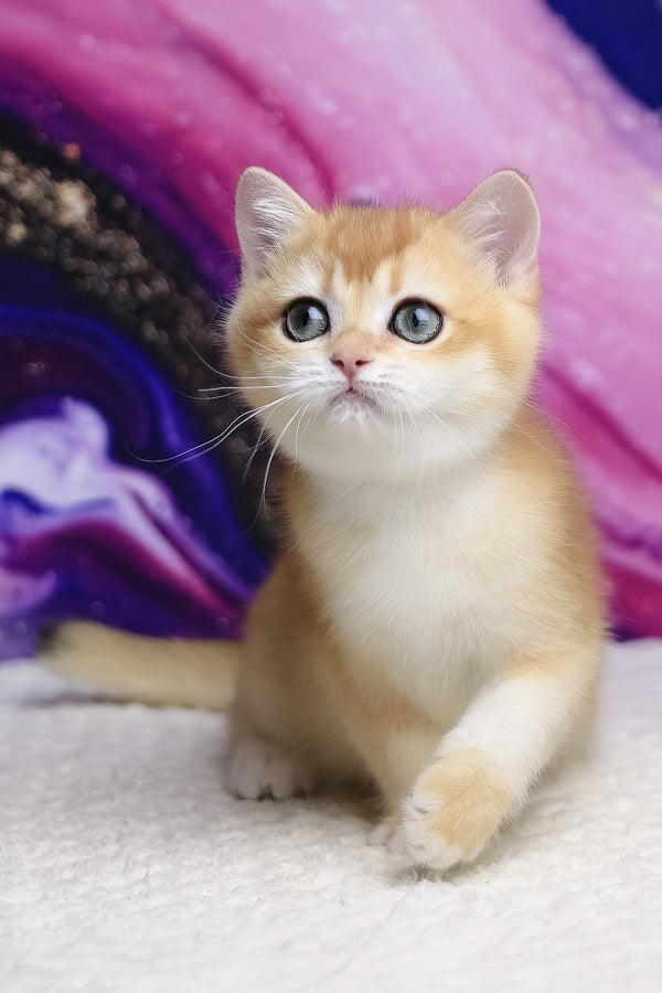 Unicom | British Shorthair Kitten
