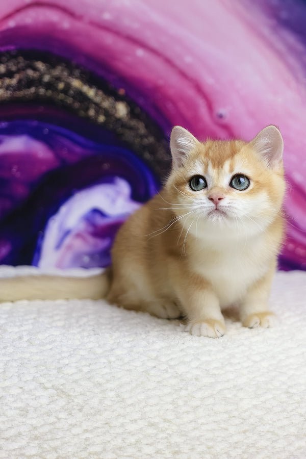 Unicom | British Shorthair Kitten