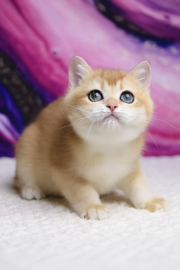 Unicom | British Shorthair Kitten