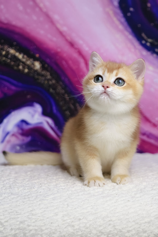 Unicom | British Shorthair Kitten