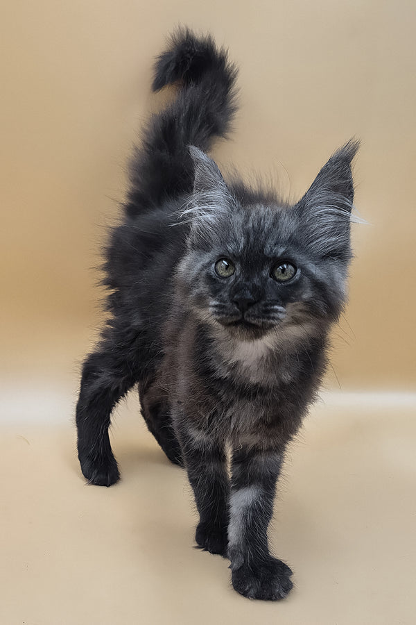 Ural | Maine Coon Kitten