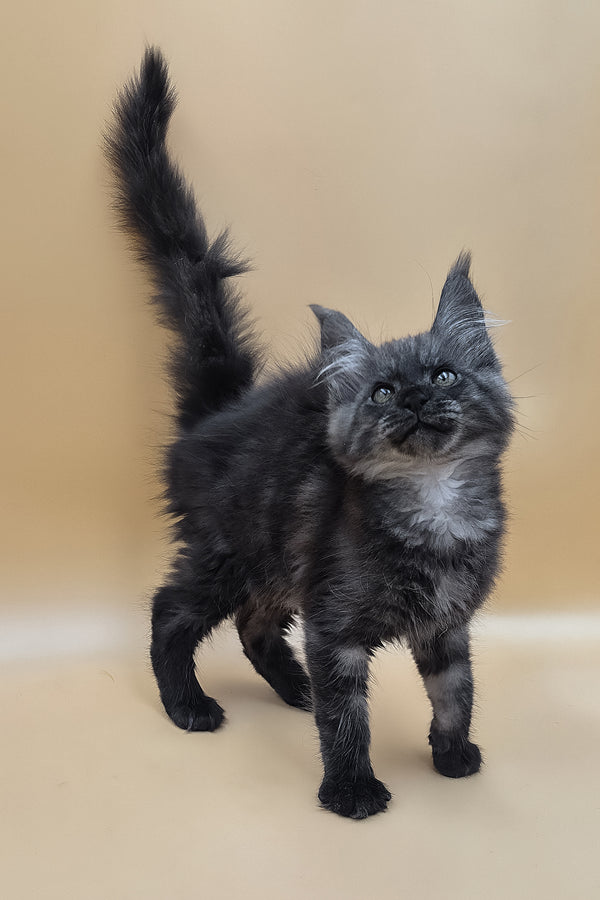 Ural | Maine Coon Kitten