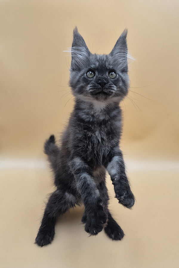 Ural | Maine Coon Kitten