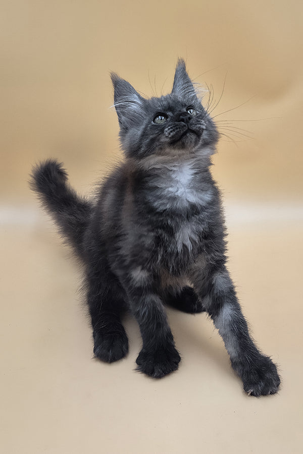 Ural | Maine Coon Kitten