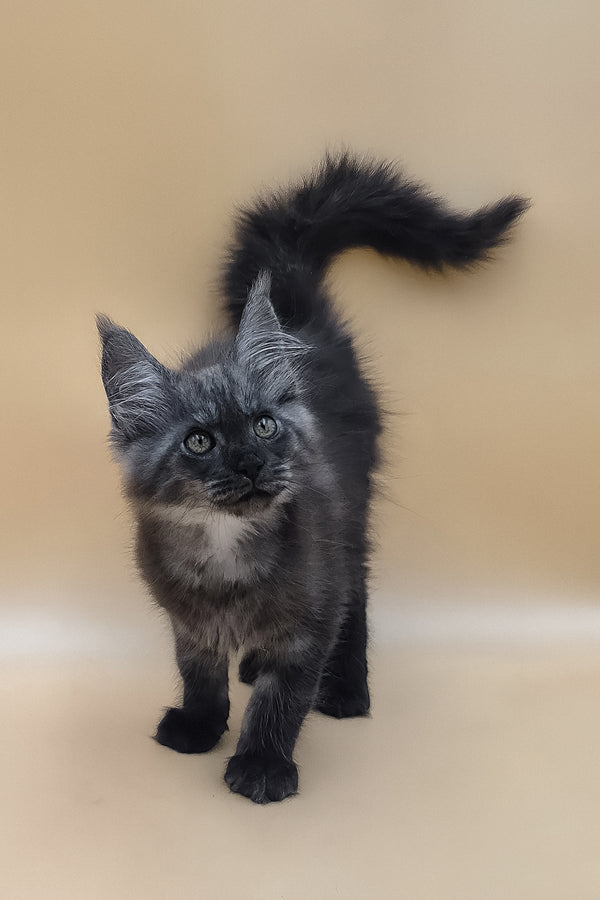 Ural | Maine Coon Kitten