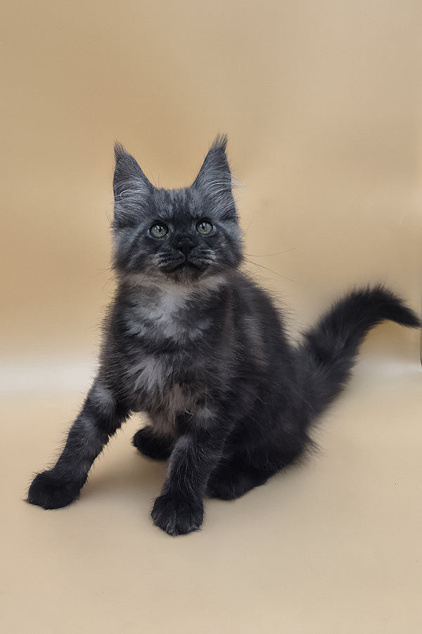 Ural | Maine Coon Kitten