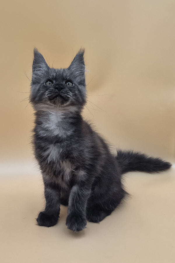 Ural | Maine Coon Kitten