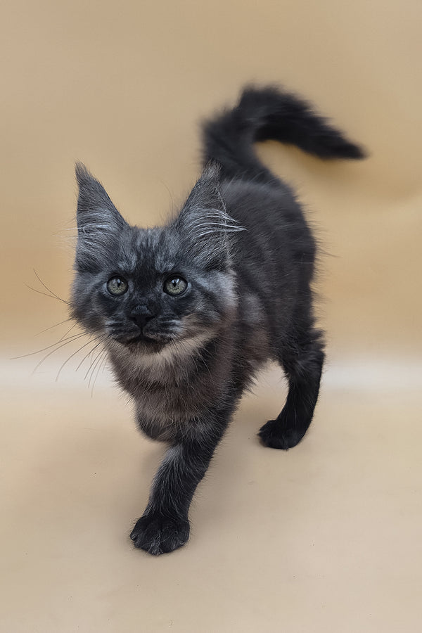 Ural | Maine Coon Kitten