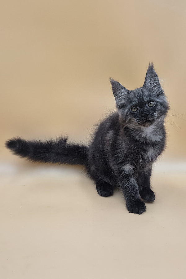 Ural | Maine Coon Kitten