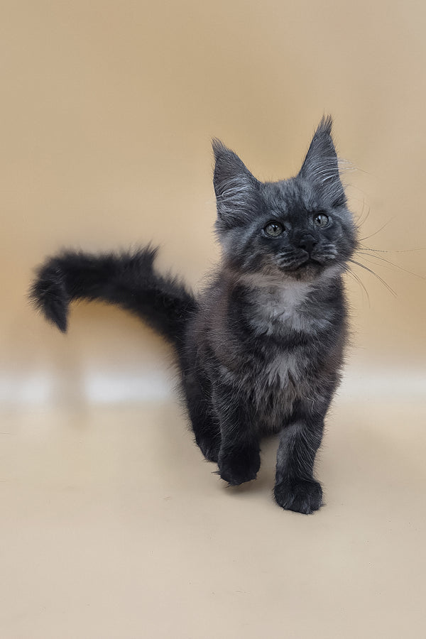 Ural | Maine Coon Kitten