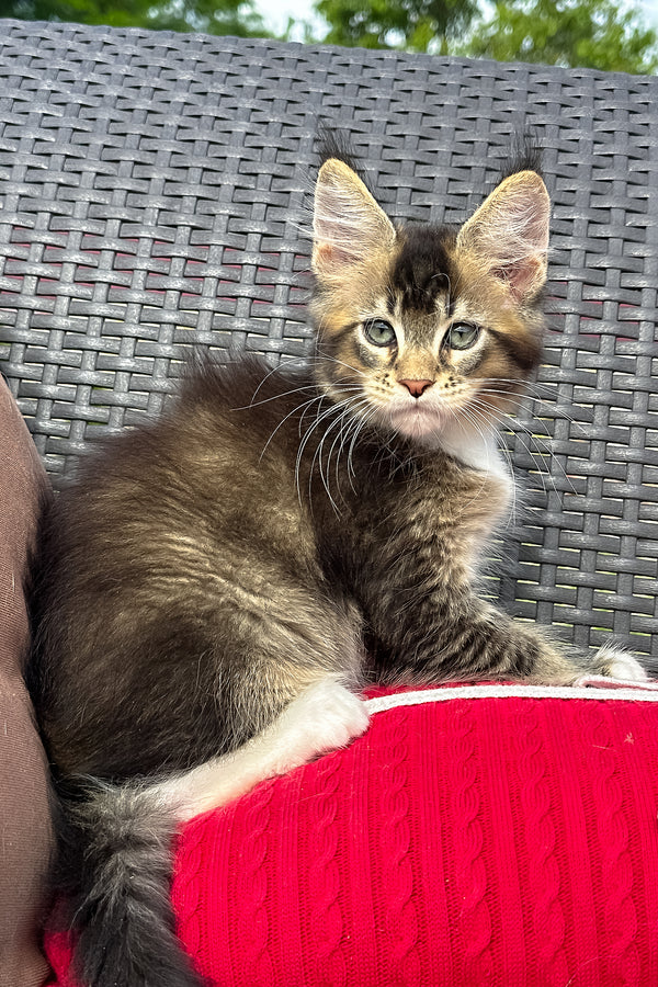 Uranus | Maine Coon Kitten