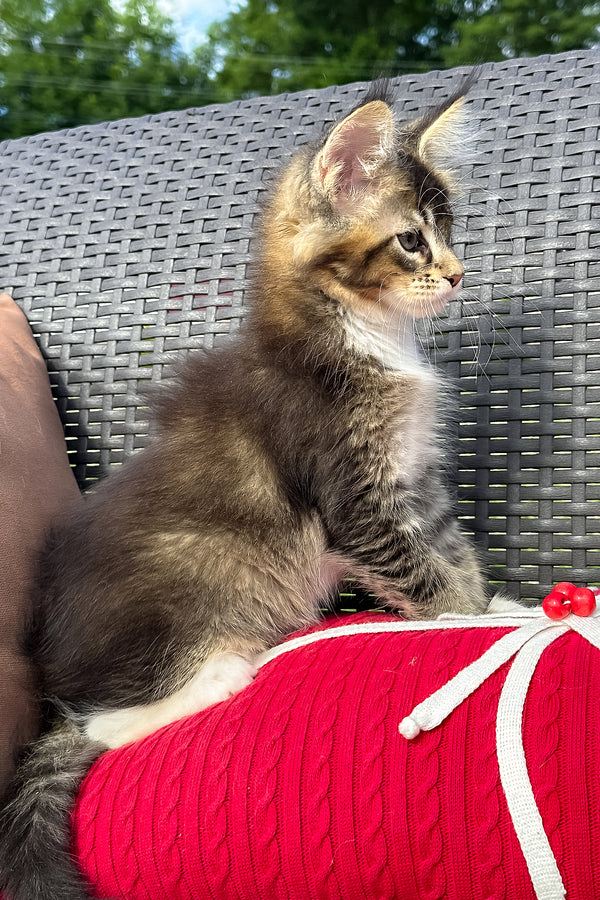 Uranus | Maine Coon Kitten