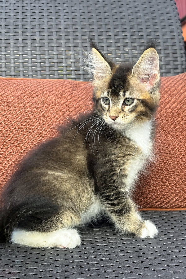 Uranus | Maine Coon Kitten