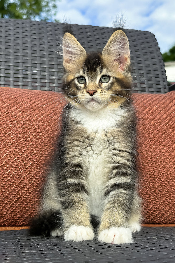 Uranus | Maine Coon Kitten