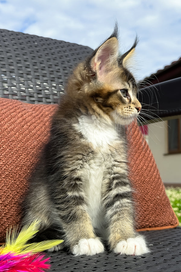 Uranus | Maine Coon Kitten