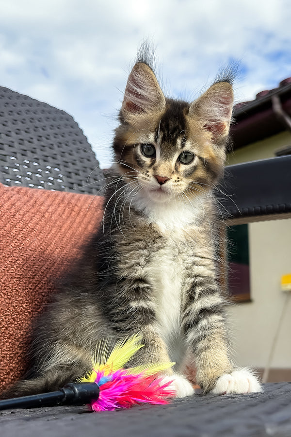 Uranus | Maine Coon Kitten