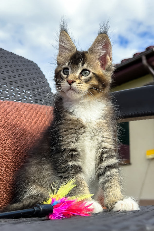 Uranus | Maine Coon Kitten