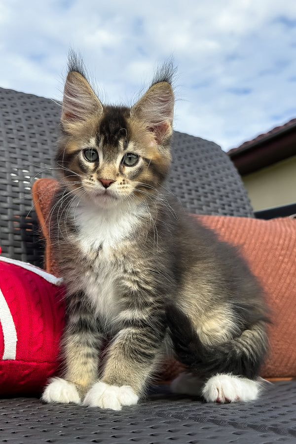 Uranus | Maine Coon Kitten