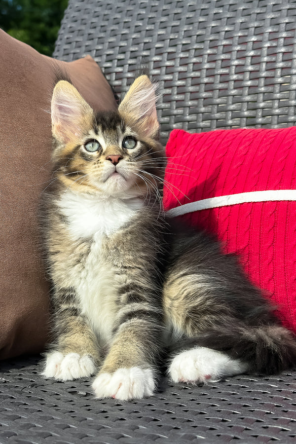 Uranus | Maine Coon Kitten