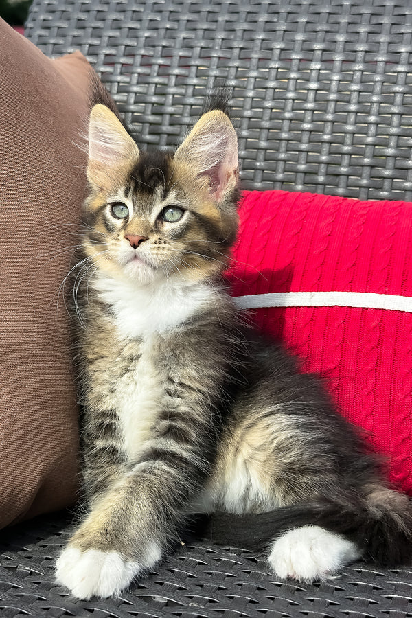 Uranus | Maine Coon Kitten