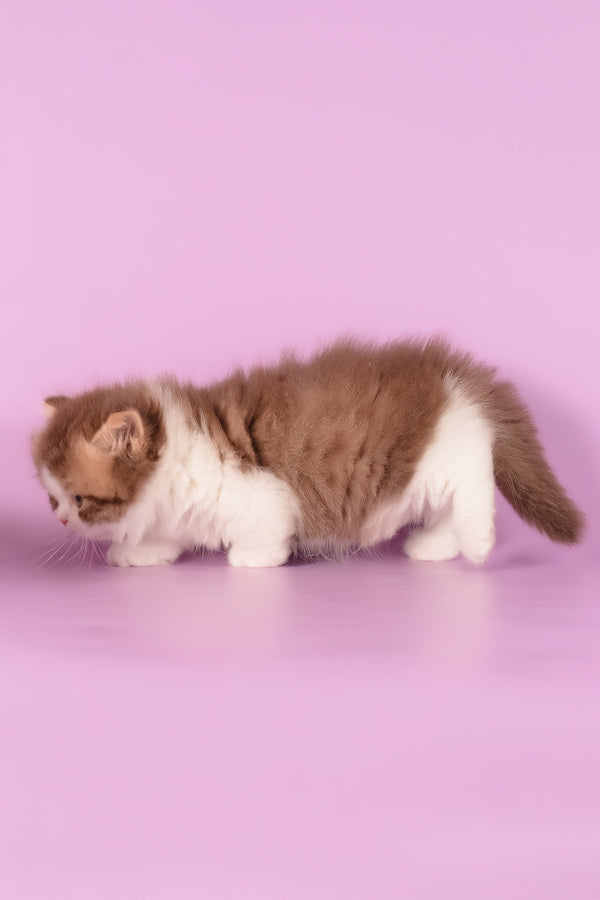 Ursa | Munchkin Longhair Kitten