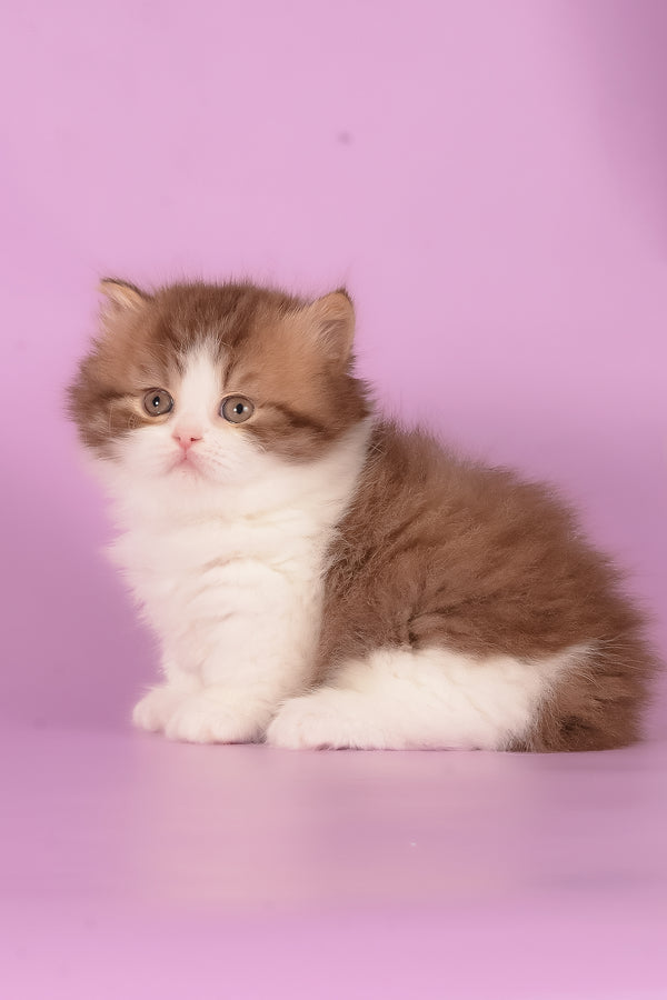Ursa | Munchkin Longhair Kitten