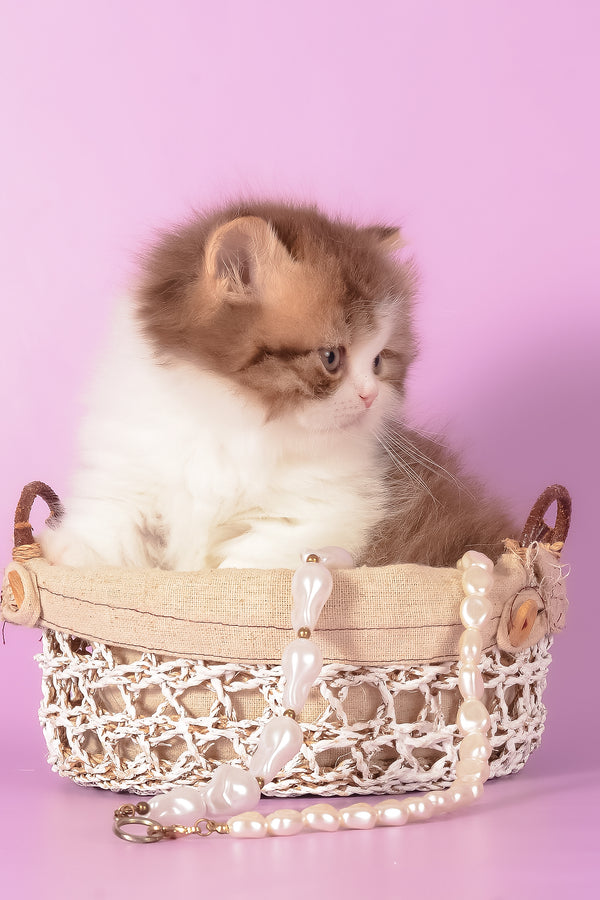 Ursa | Munchkin Longhair Kitten