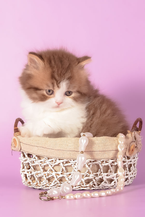 Ursa | Munchkin Longhair Kitten