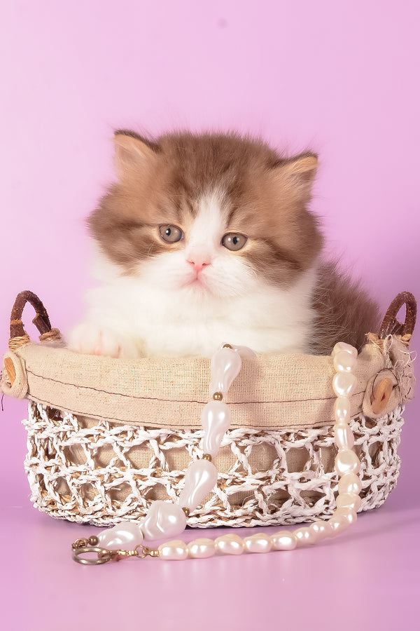 Ursa | Munchkin Longhair Kitten