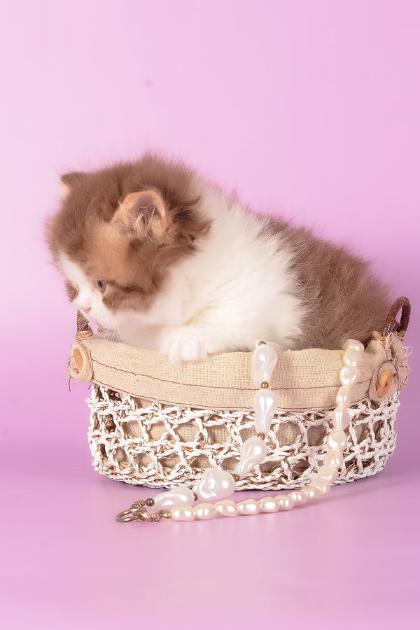 Ursa | Munchkin Longhair Kitten